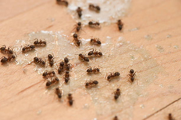 Trusted Occoquan, VA Pest Control Experts